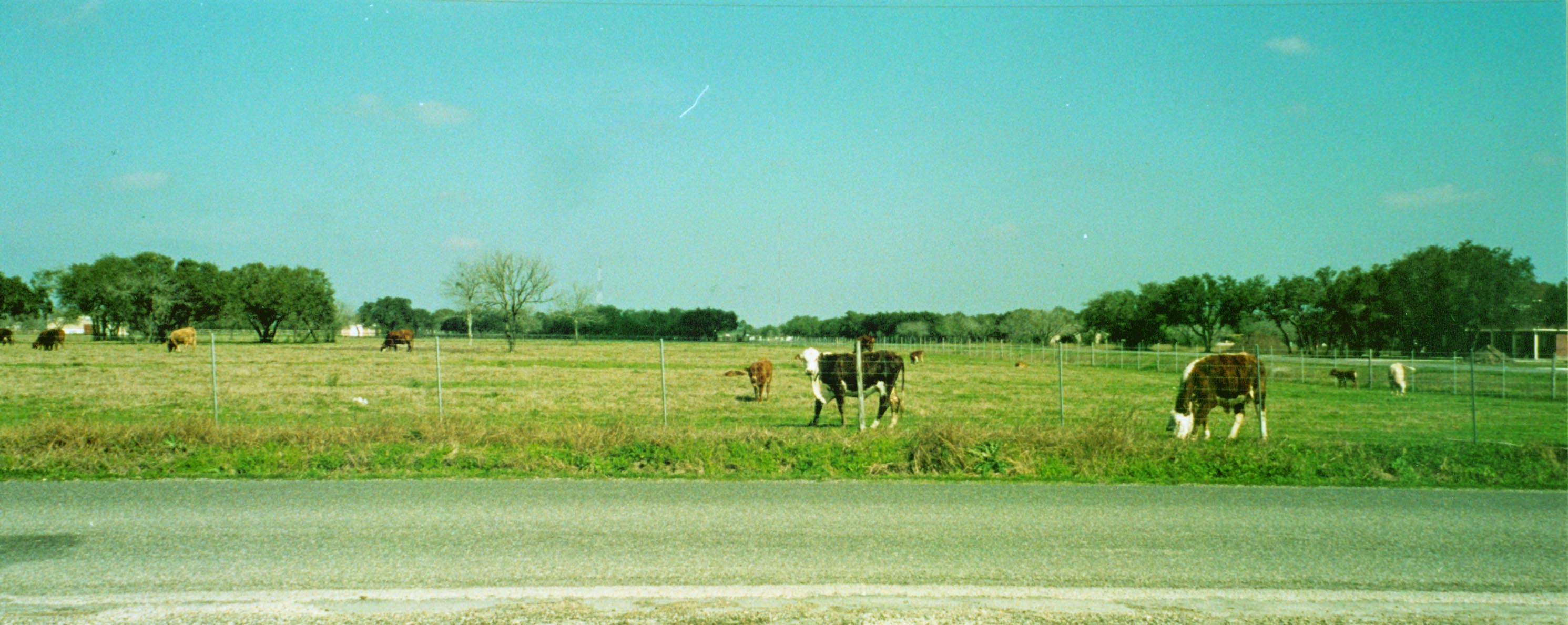 Cattle at an O'Connor heir's ranch