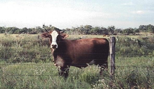 cow grazing