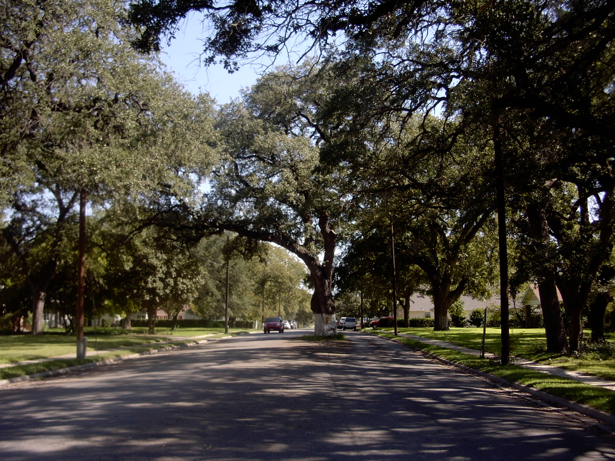 Right of Way Tree Mesquite Dr