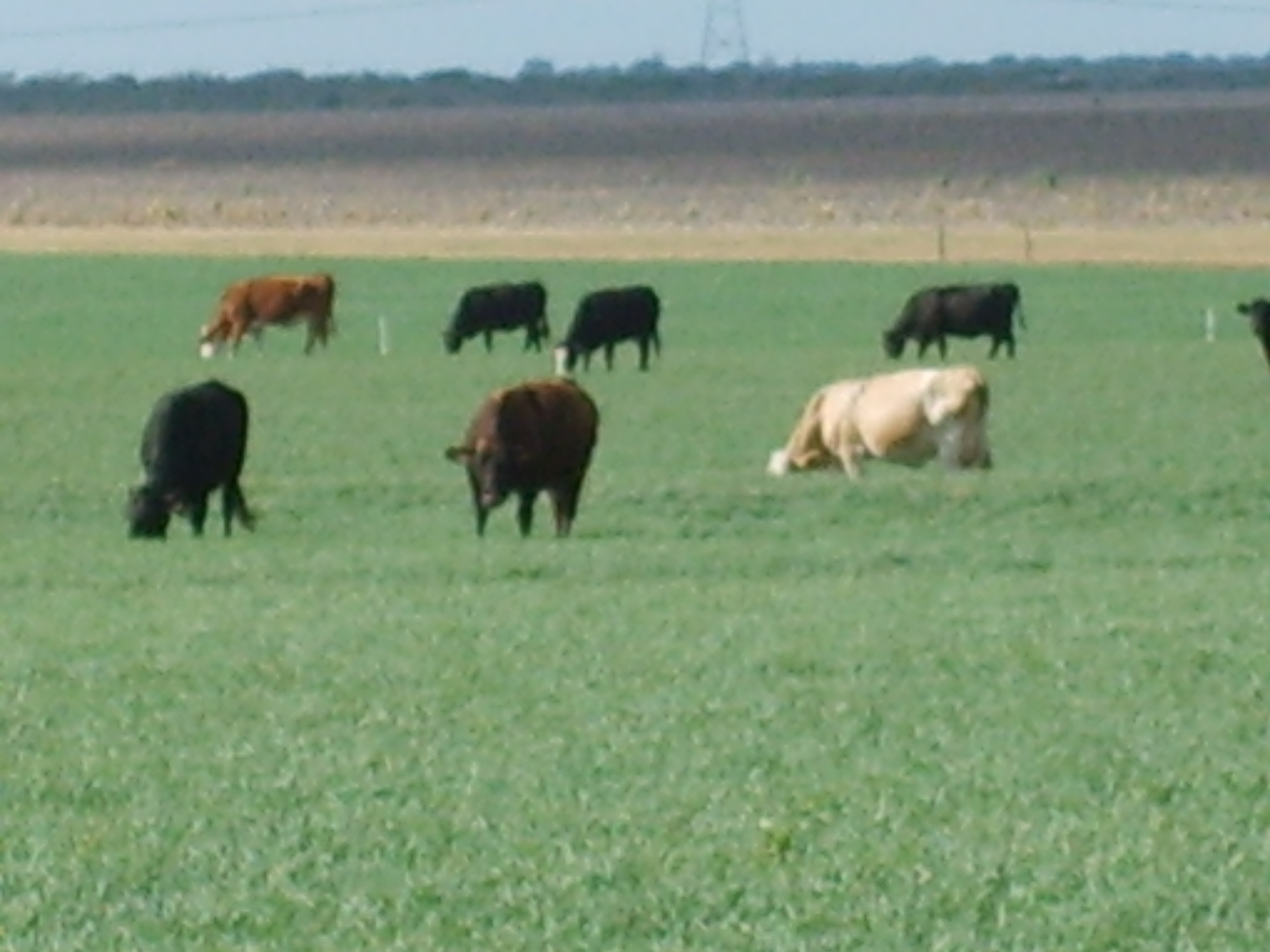 Herd of Range Cattle