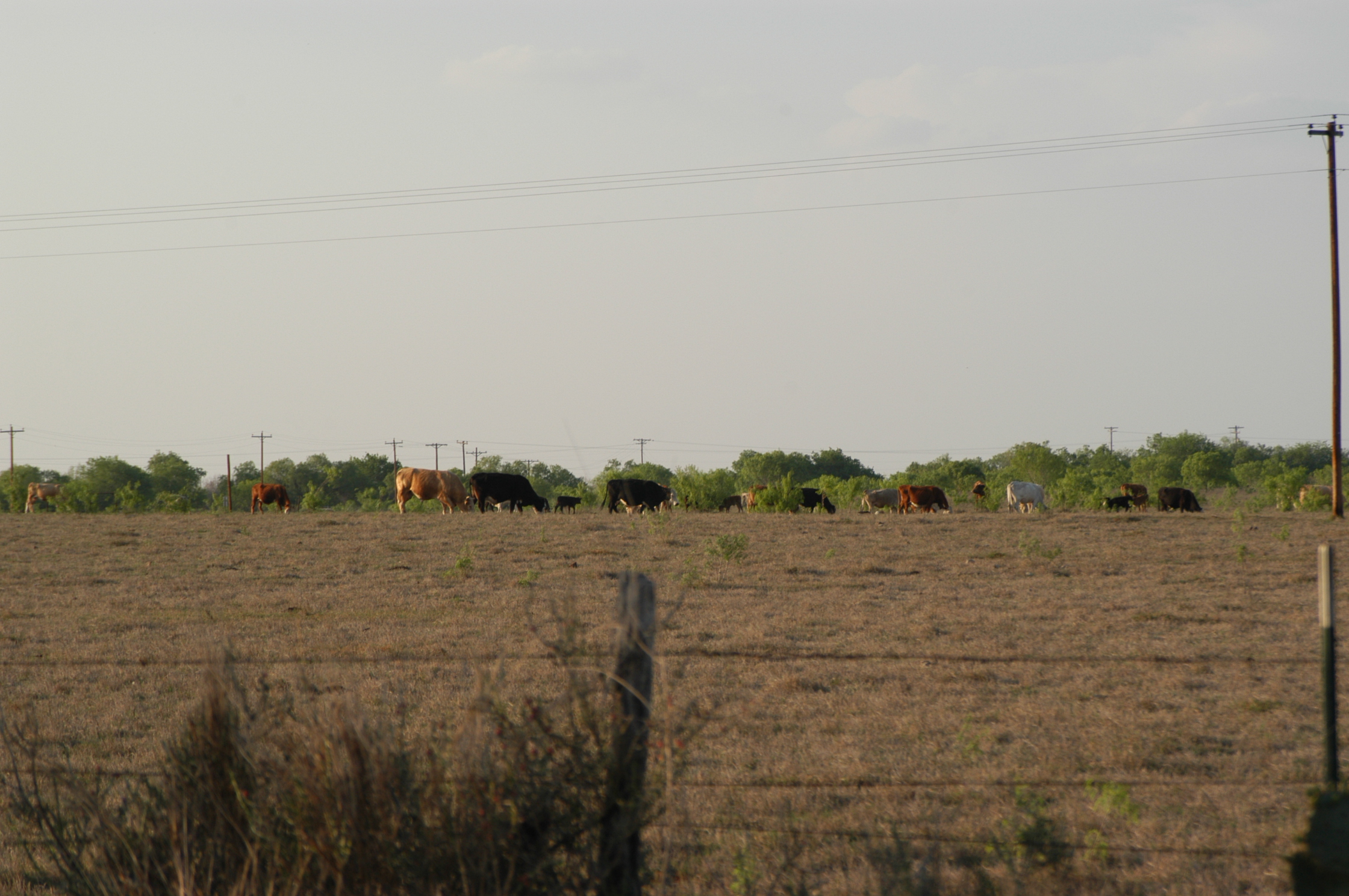 Cattle ranch just out of the city limits