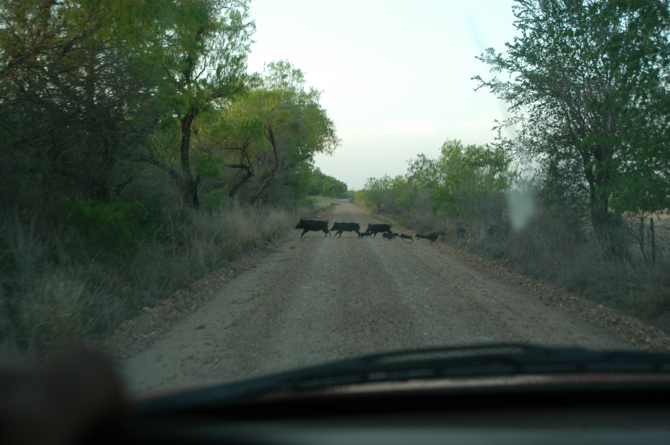 Some of the less desireable residents of Moore