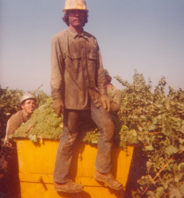 Amado Nunez harvesting grapes in McFarland, California in September 1980