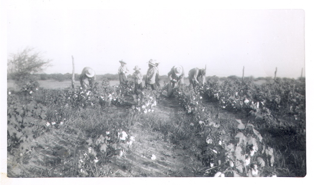 Uncles and Aunts in 1953 picking cotton