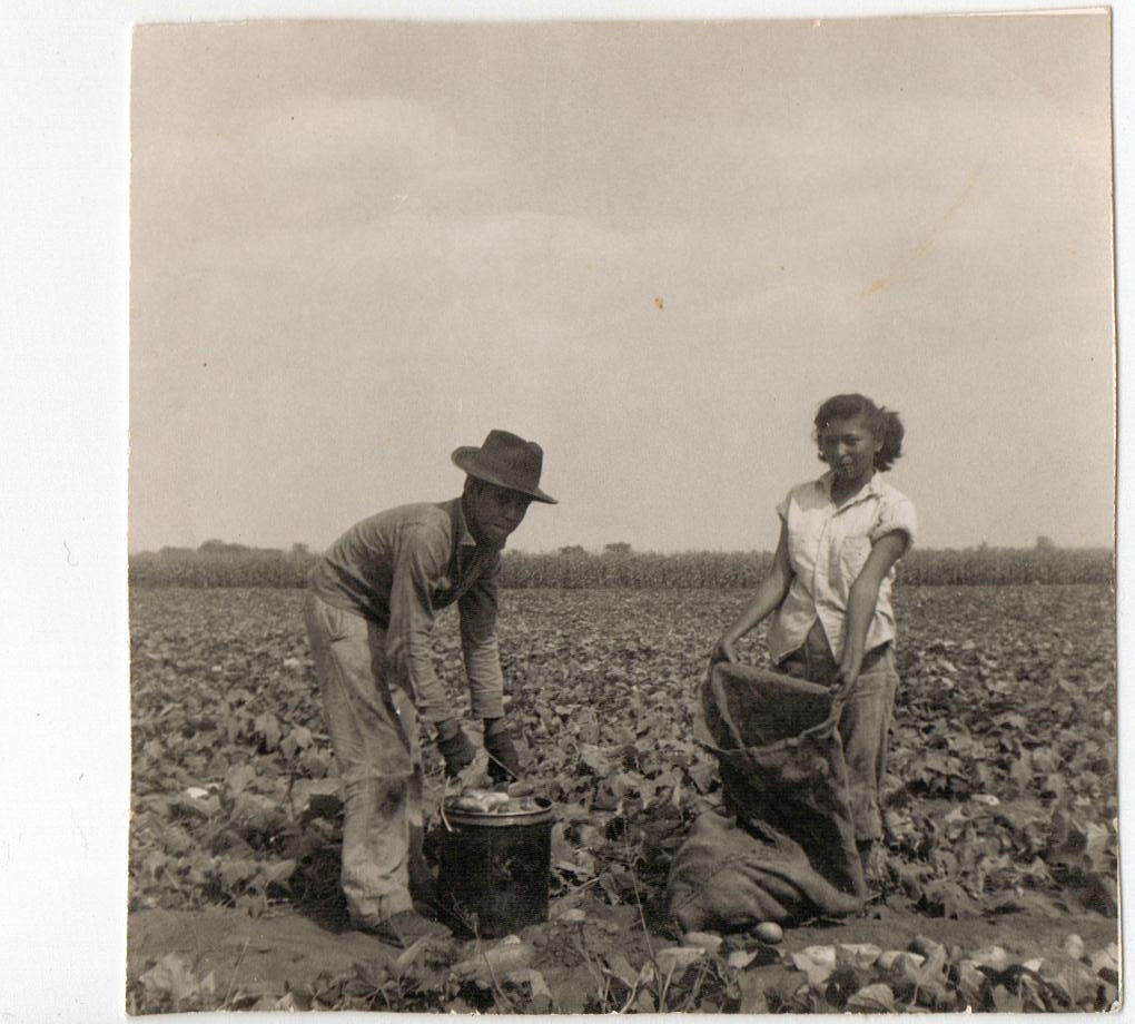Guadalupe Ybarra working on the fields in Michigan in 1956