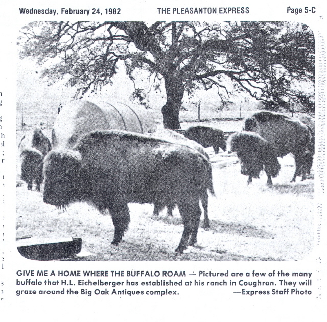 buffalo roaming.