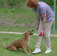 Vet tech student plays with a dog.
