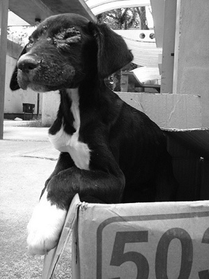 Photo courtesy of ACS