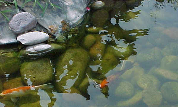 Photo of koi fish swimming in pond taken by James Lazo III